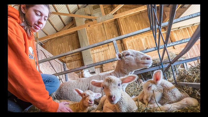 A student working on an animal science degree crouches next to a group of happy lambs in a bright, spacious barn.