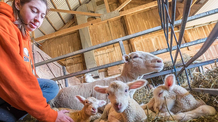 A student working on an animal science degree crouches next to a group of happy lambs in a bright, spacious barn.