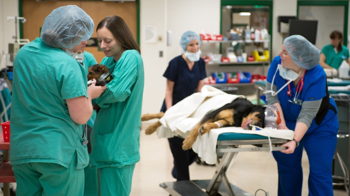 Prevet majors wearing scrubs wheel in a dog on a stretcher and cuddle another, smaller dog while doing assessments.