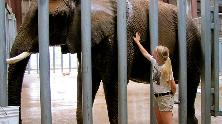 A student working on a zoology degree reaches up to pet a towering elephant in an enclosure.